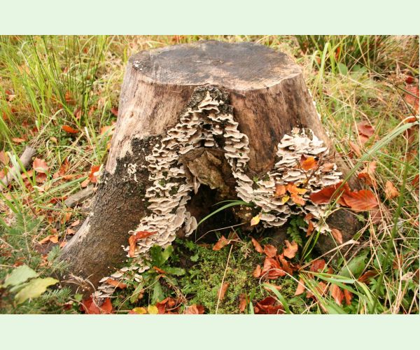 Sivopórovka zadymená