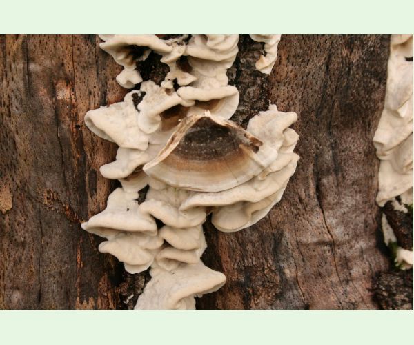 Sivopórovka zadymená