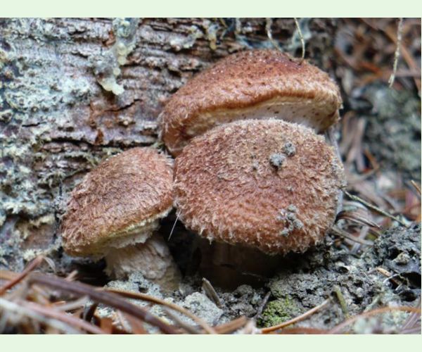 Podpňovka smreková