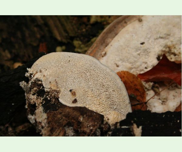 Trúdnikovec hrbatý