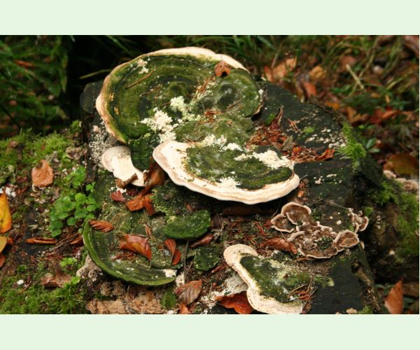 Trúdnikovec hrbatý