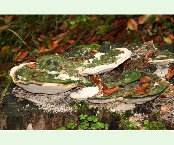 Trúdnikovec hrbatý