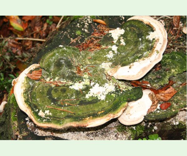 Trúdnikovec hrbatý