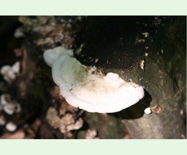 Trúdnikovec hrbatý