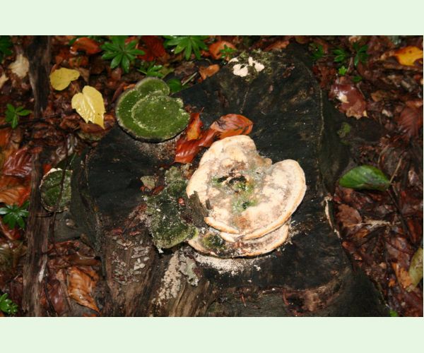 Trúdnikovec hrbatý