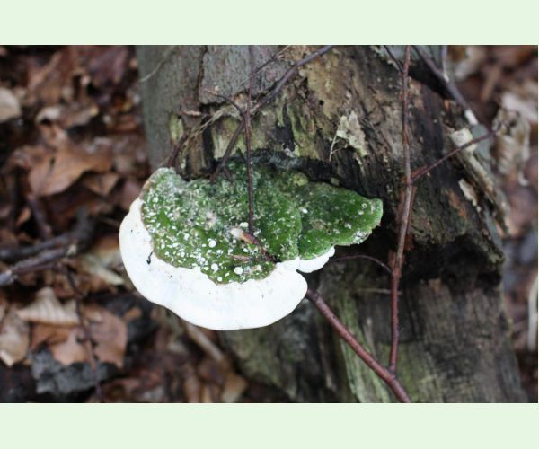 Trúdnikovec hrbatý