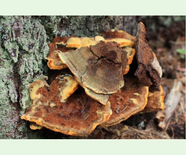 Hnedák Schweinitzov