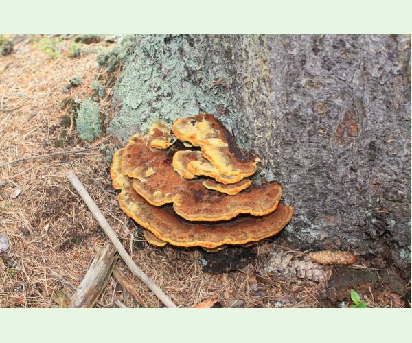 Hnedák Schweinitzov