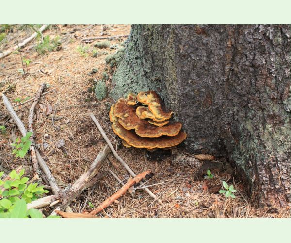 Hnedák Schweinitzov