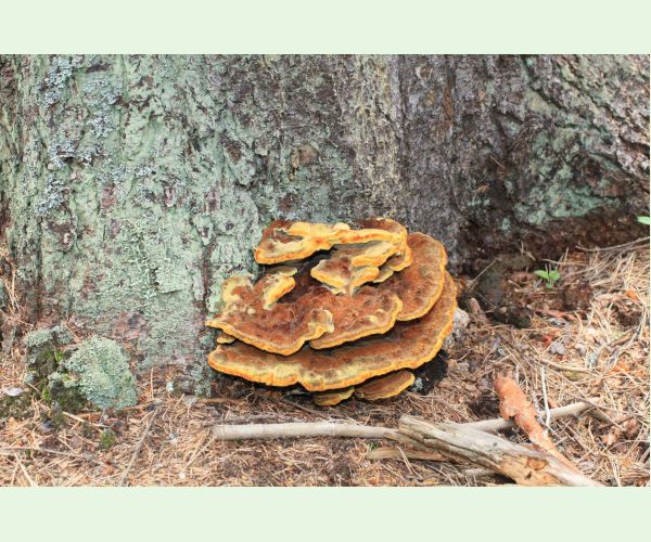 Hnedák Schweinitzov