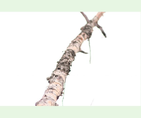 Daldínia koncentrická