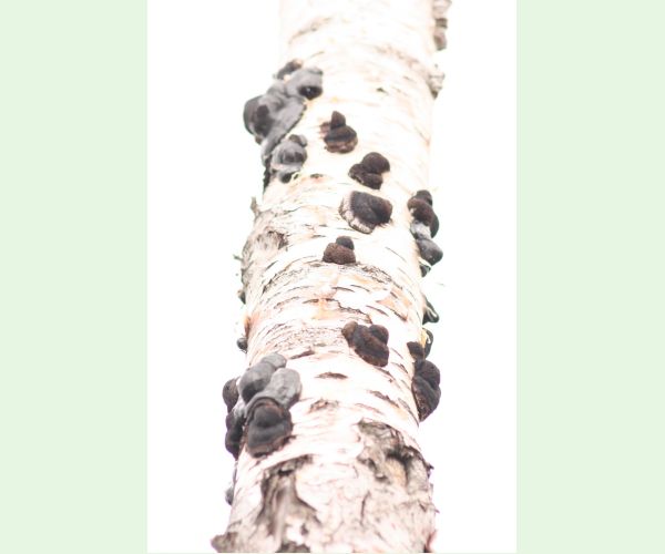 Daldínia koncentrická