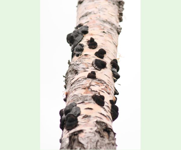 Daldínia koncentrická