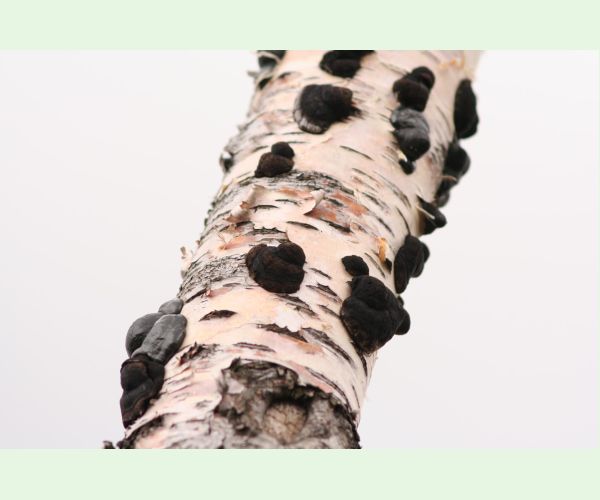 Daldínia koncentrická