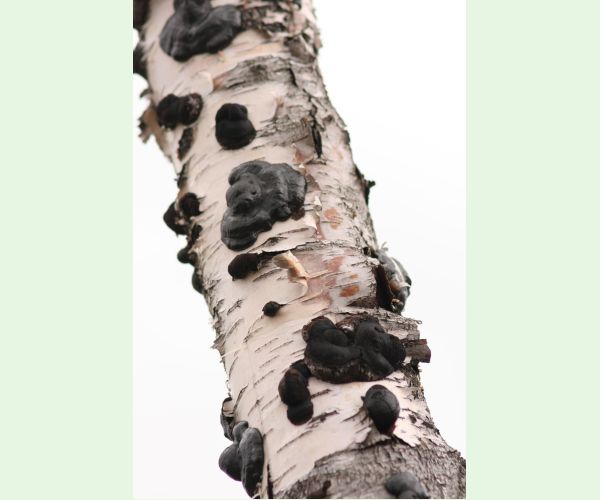 Daldínia koncentrická