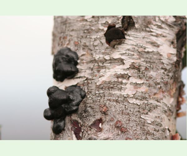 Daldínia koncentrická