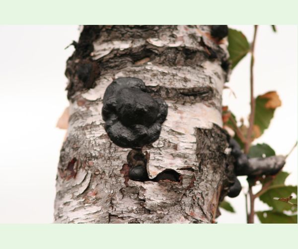 Daldínia koncentrická