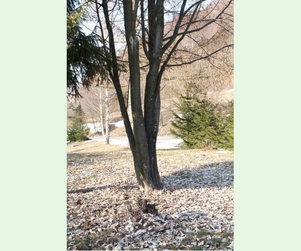 Chlpatica jednofarebná