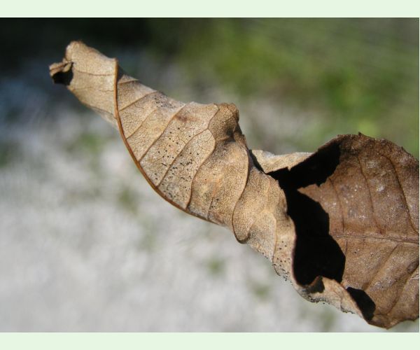 Veľkomúčka jaseňová