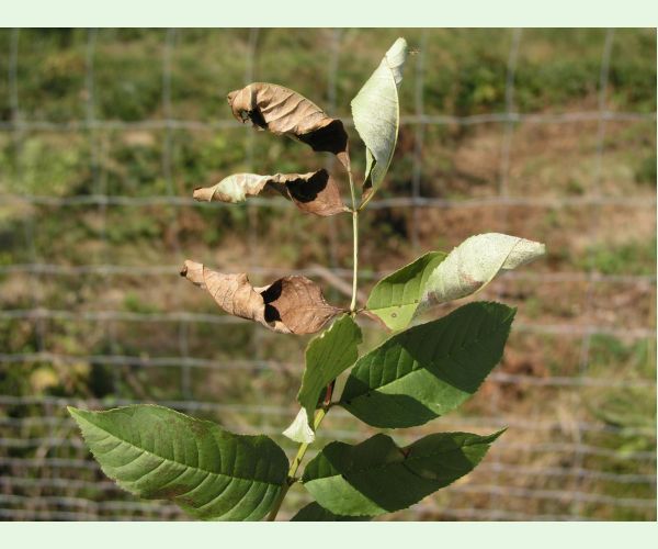 Veľkomúčka jaseňová