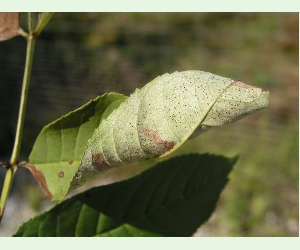Veľkomúčka jaseňová
