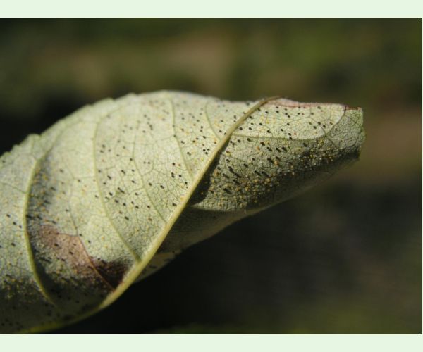 Veľkomúčka jaseňová