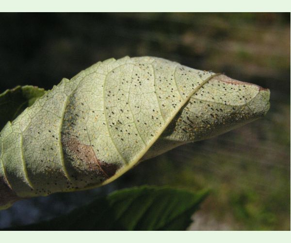 Veľkomúčka jaseňová