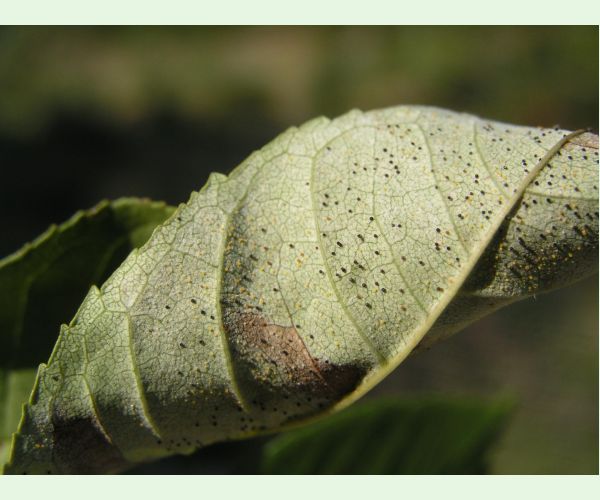 Veľkomúčka jaseňová