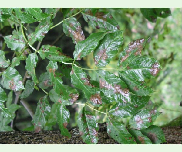 Veľkomúčka jaseňová