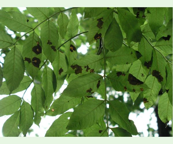 Veľkomúčka jaseňová