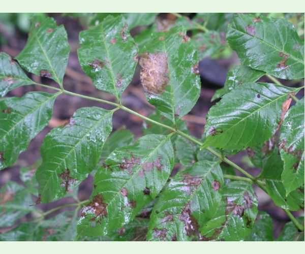 Veľkomúčka jaseňová