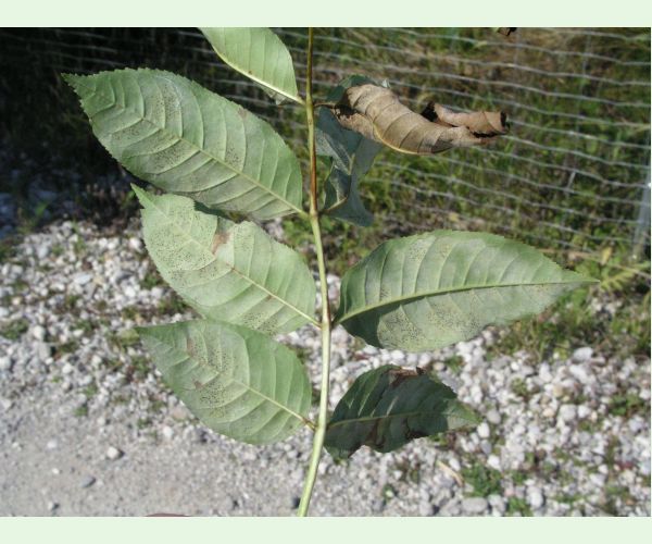 Veľkomúčka jaseňová