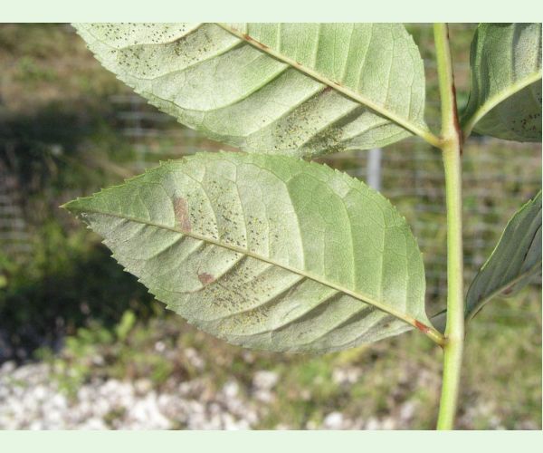 Veľkomúčka jaseňová