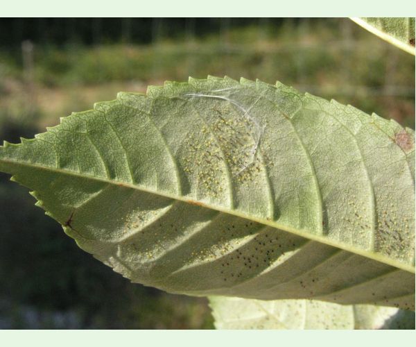 Veľkomúčka jaseňová