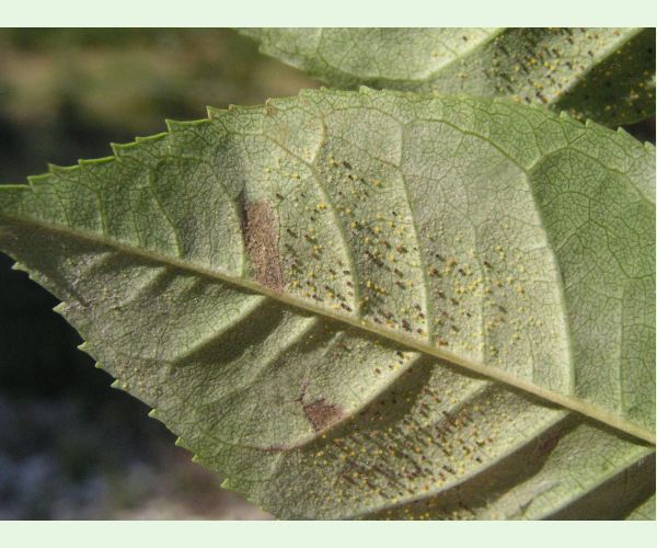 Veľkomúčka jaseňová