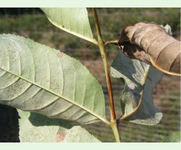 Veľkomúčka jaseňová