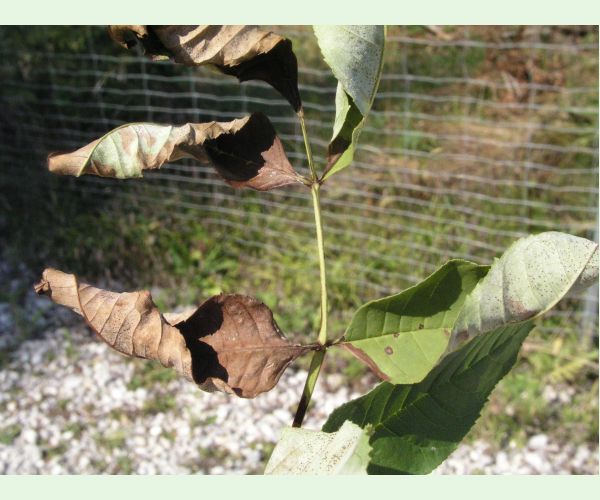 Veľkomúčka jaseňová