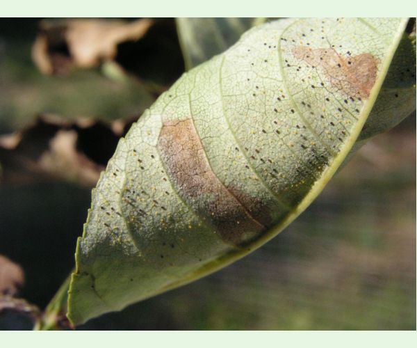 Veľkomúčka jaseňová