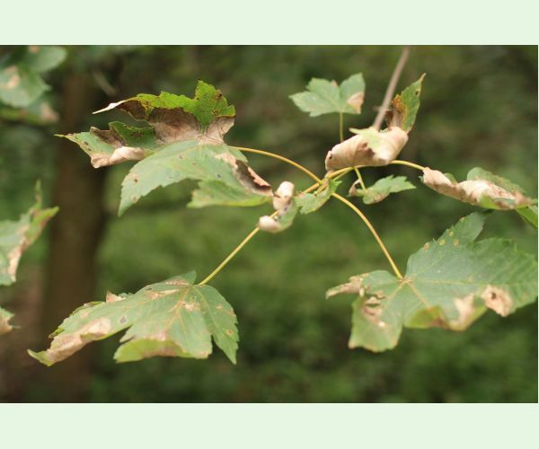 Huba Patrakia echinata