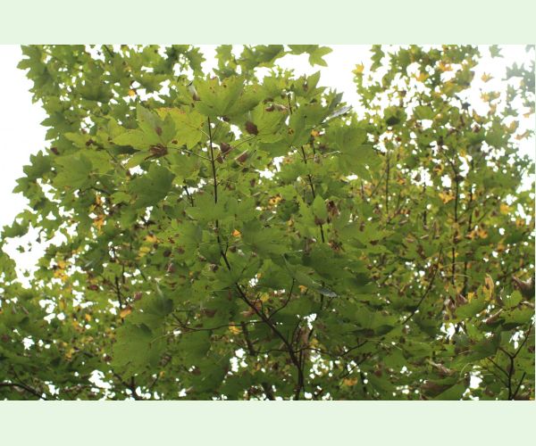 Huba Patrakia echinata