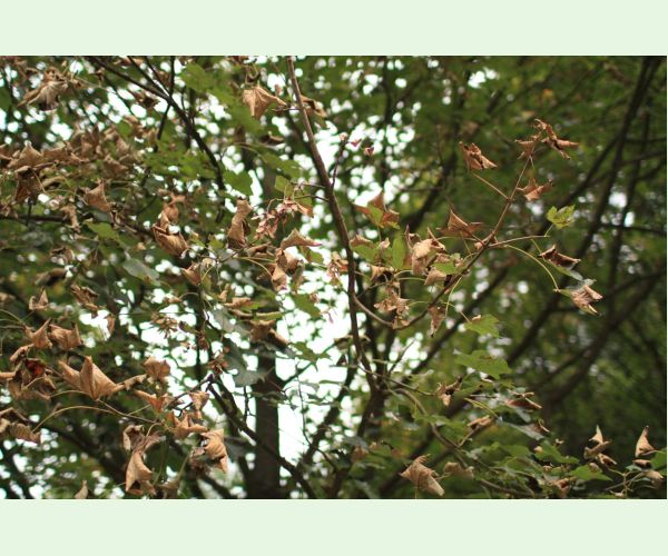 Huba Patrakia echinata