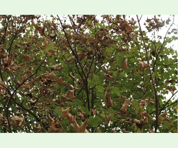 Huba Patrakia echinata