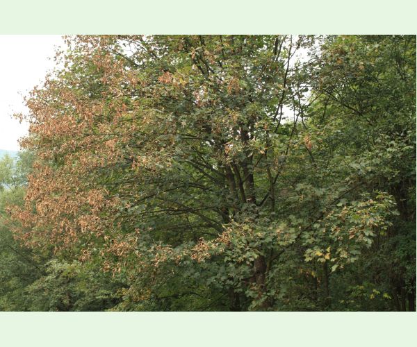 Huba Patrakia echinata