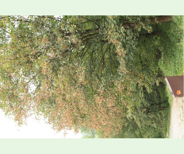 Huba Patrakia echinata