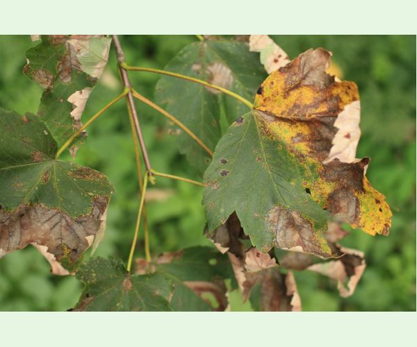 Huba Patrakia echinata