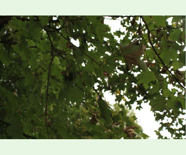 Huba Patrakia echinata