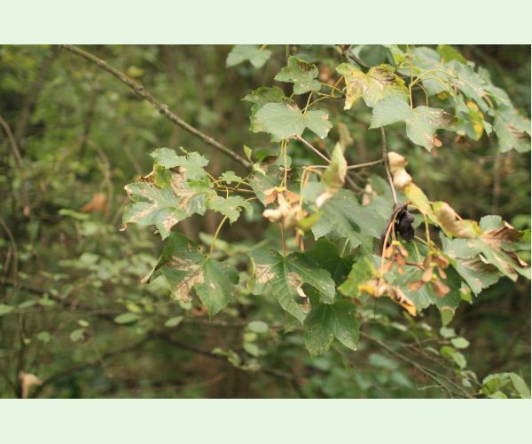 Huba Patrakia echinata