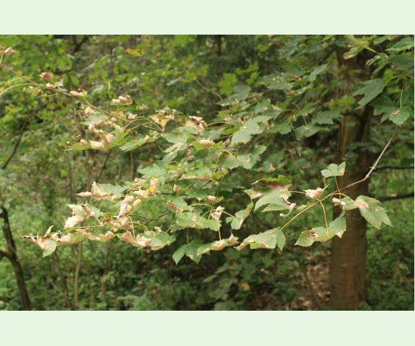 Huba Patrakia echinata