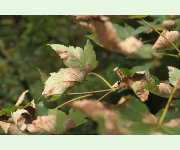 Huba Patrakia echinata