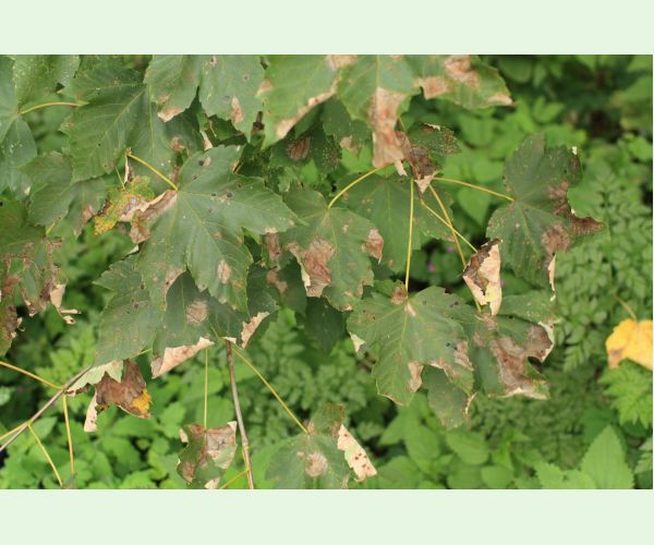 Huba Patrakia echinata